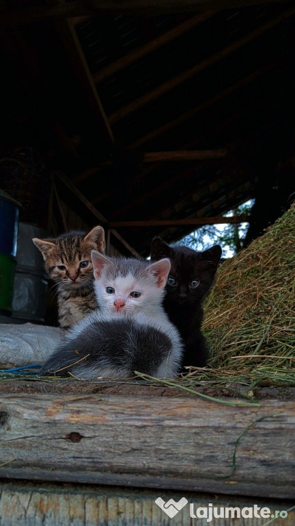 Pisici spre adopție!