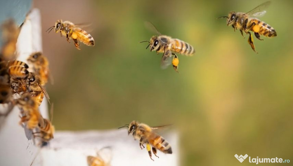 Vând 14 familii de albine carpatine, foarte puternice/productive.