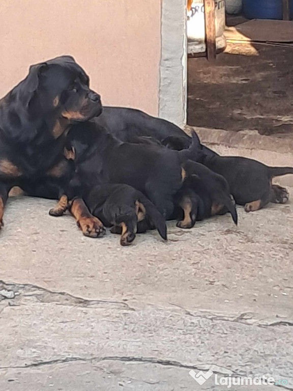 Puiuti rottweiler SUPERBI!