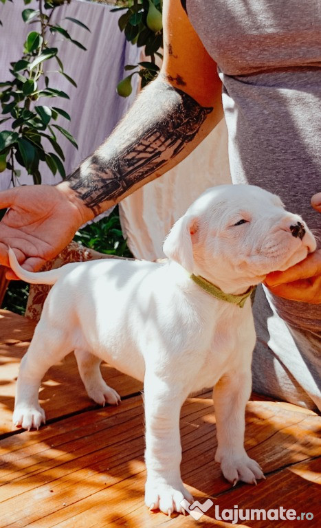 Cățel Dogo Argentino