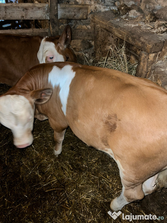 Vând vițel bălțat