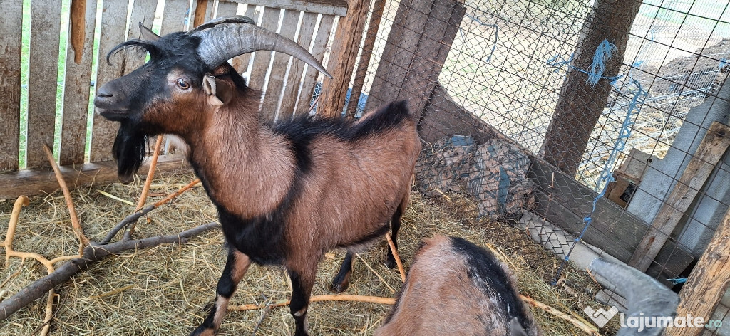 Vând țapi alpin francez