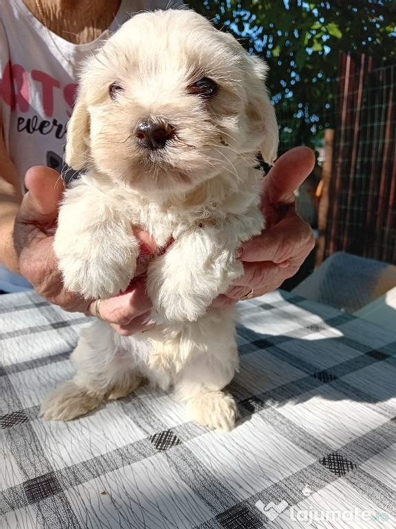 Bichon maltez vaccinat