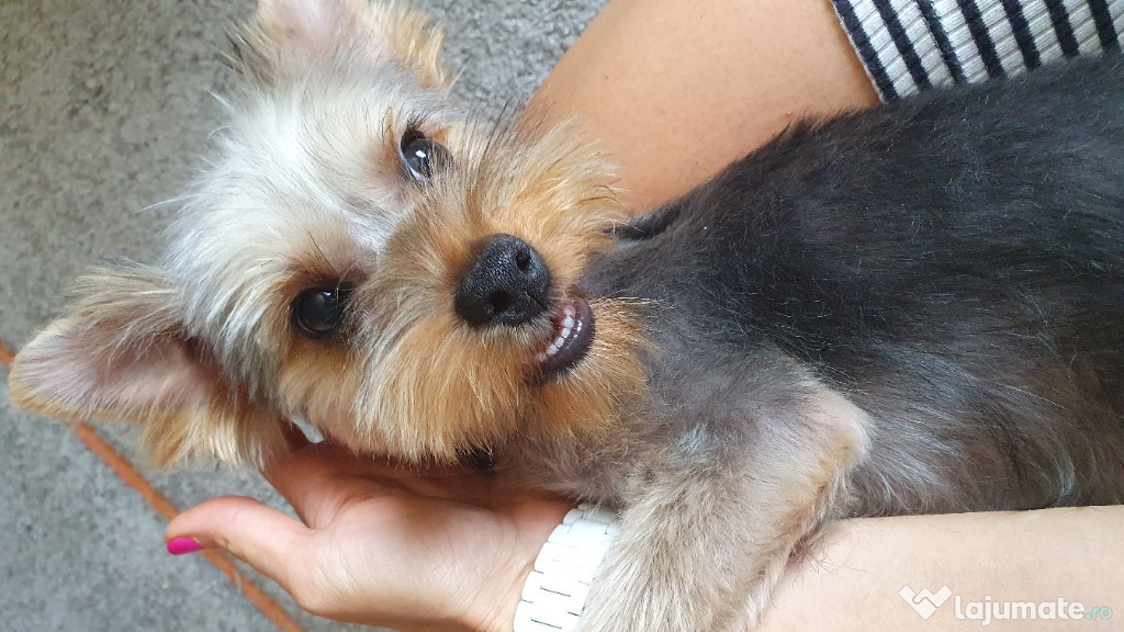 Yorkshire Terrier 4 luni