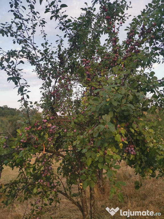 Prune pentru țuică