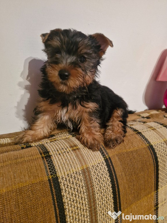 Yorkshire terrier mini