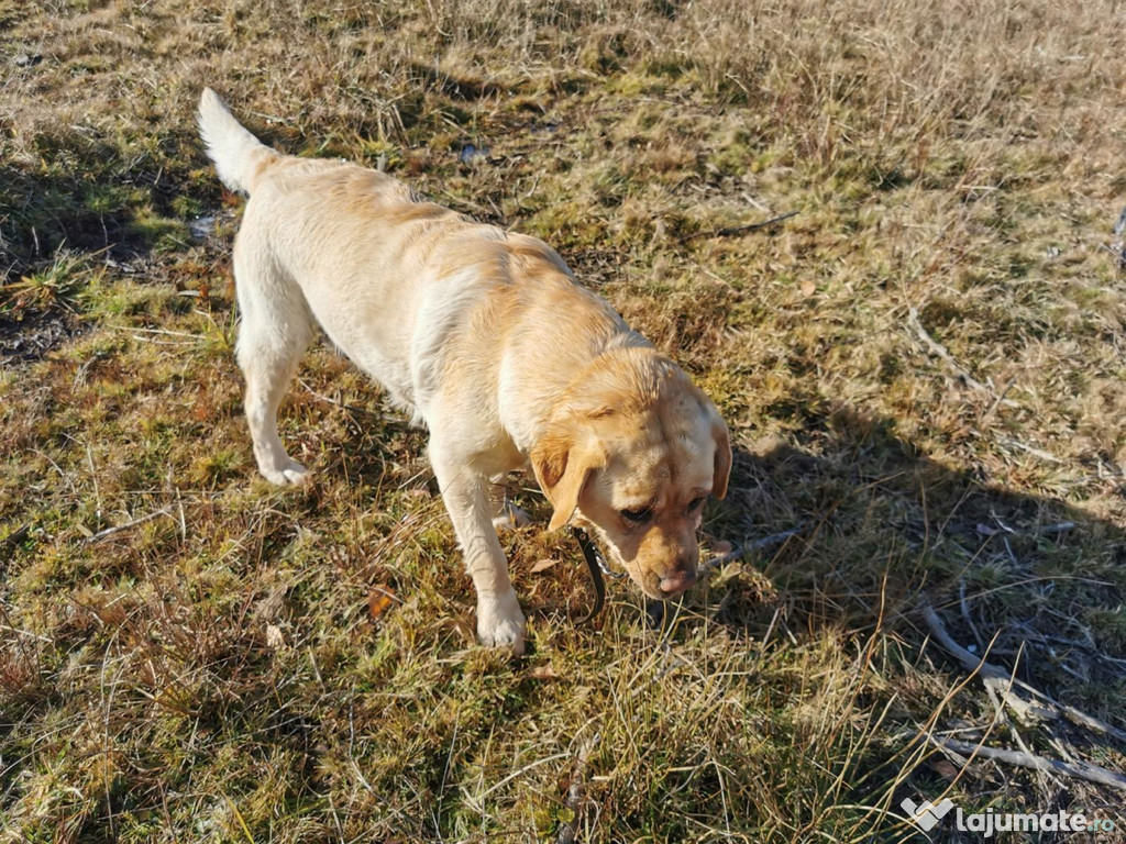 Căței Labrador cu Pedigree