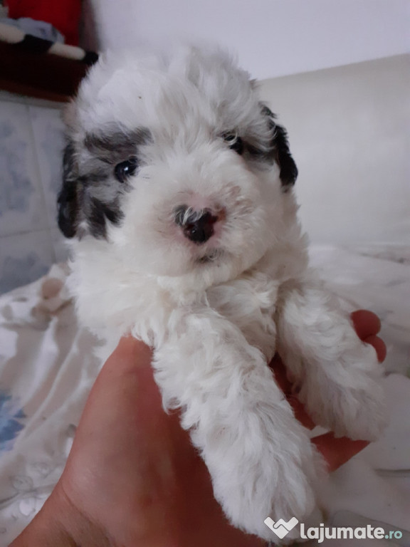 Căței Bichon Bișonei frumoși