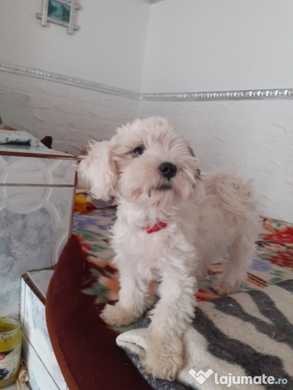 Fetiță Bichon varsta 3 luni