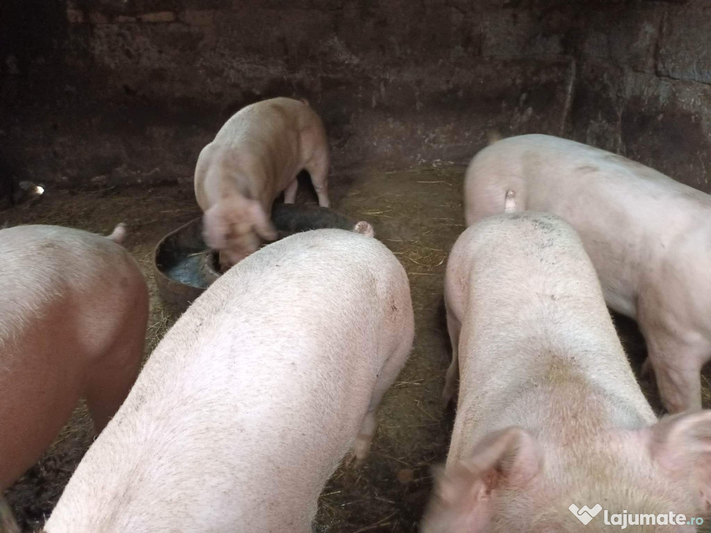 Porci de carne crescuți natural