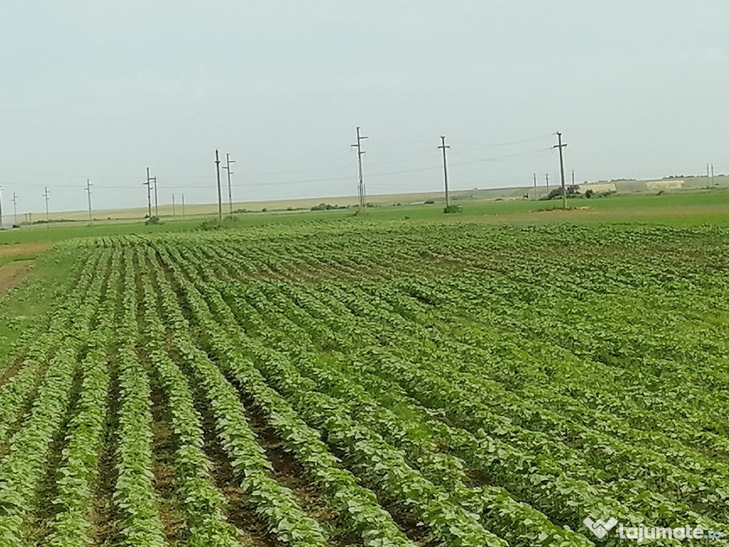 Teren Agricol Brăila-Stăncuța