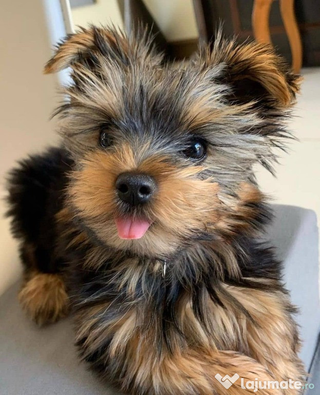 De vânzare 2 cățeluși frumoși de Yorkshire Terrier.