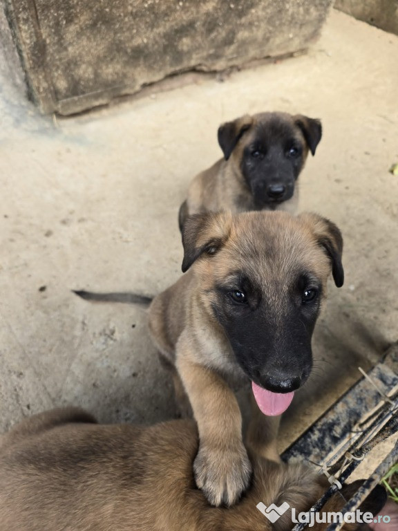 Ciobanesc belgian malinois