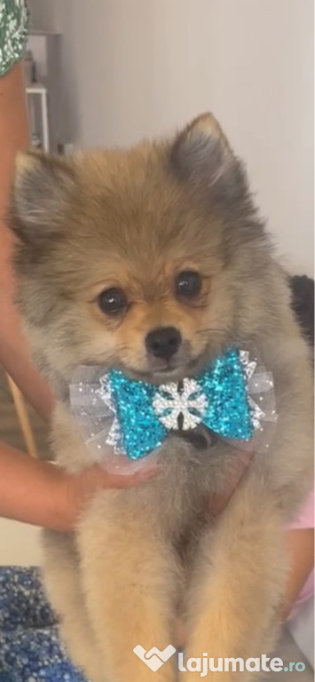 Pomeranian baietel