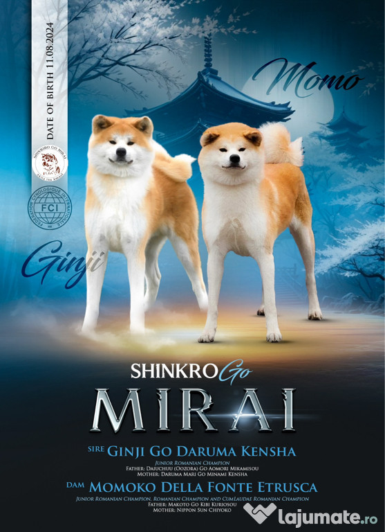 Akita Inu Japonez