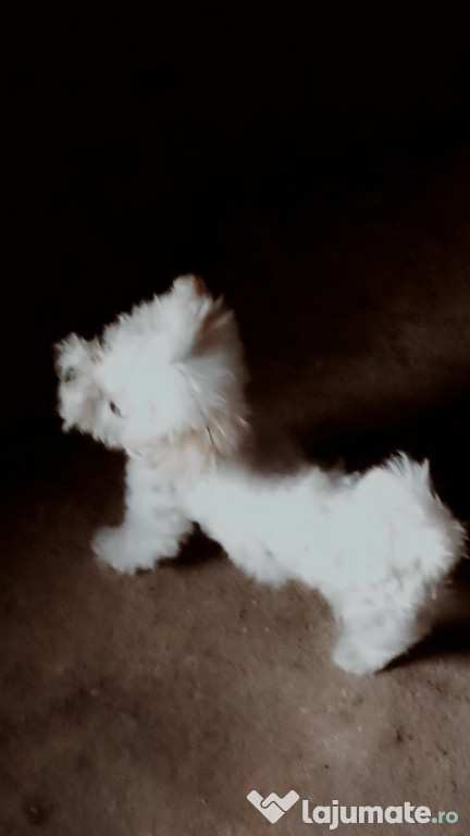 Bichon maltez mini toy