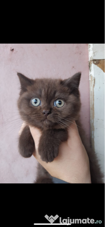 British shorthair