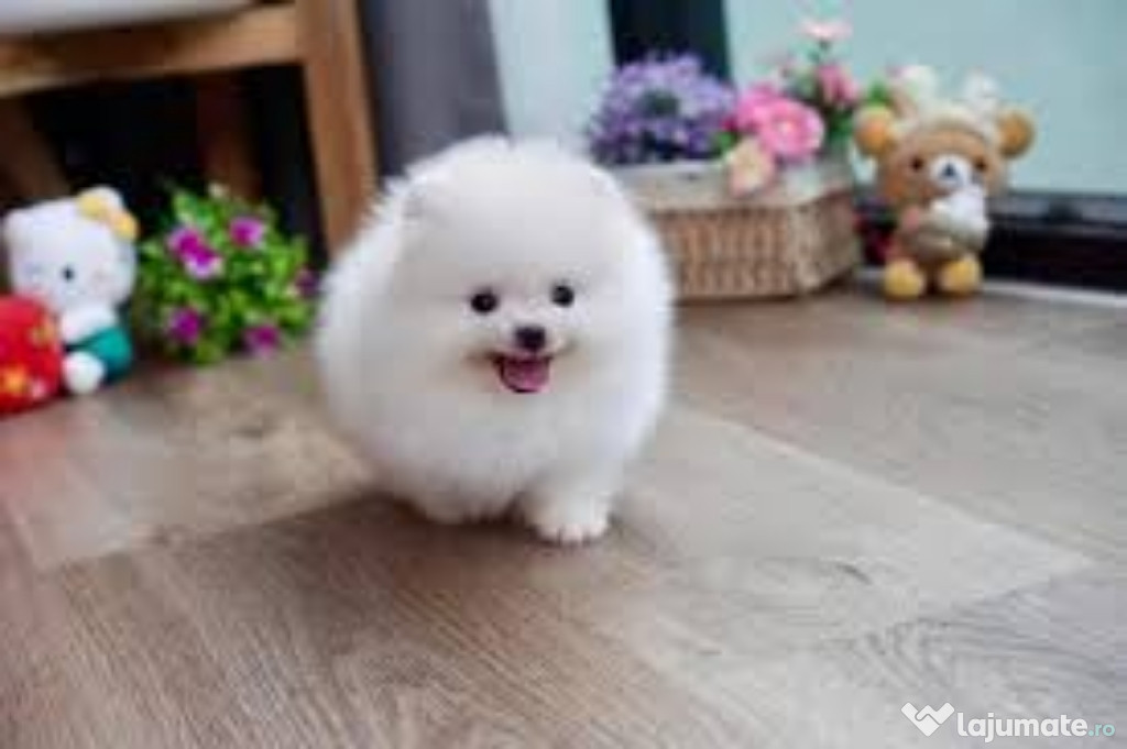 Pomeranian mini boo