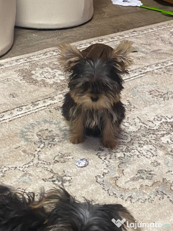 Câine yorkshire terrier