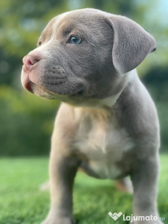 Căței American Bully Pocket