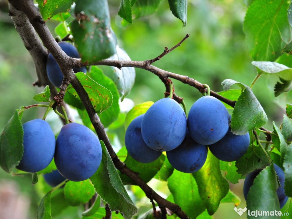 Vând țuică de prune