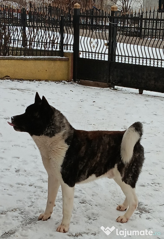 Vând Urgent! Mascul Akita American !