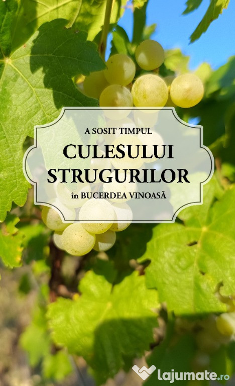 Struguri de vin de calitate