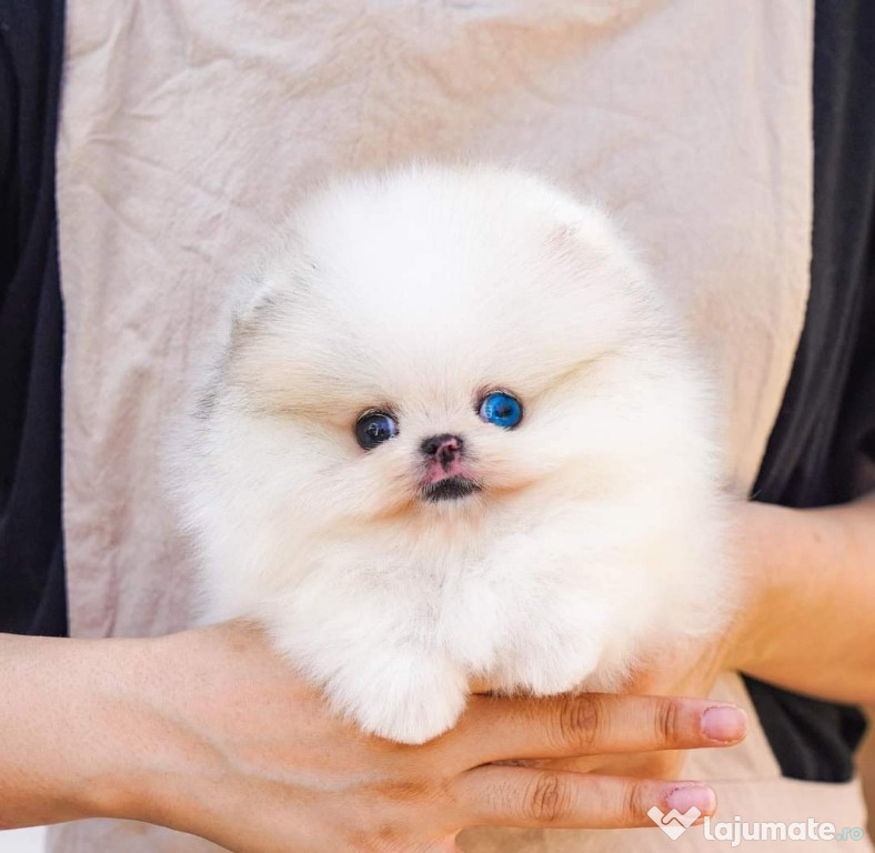 Pomeranian miniatura boo