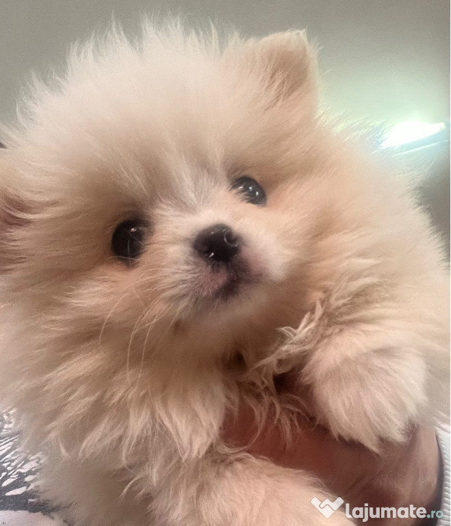 Pomeranian boo alb mini