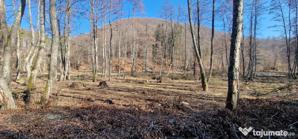 Teren extravilan - Cândești, comuna Albeștii de Muscel, 2449mp