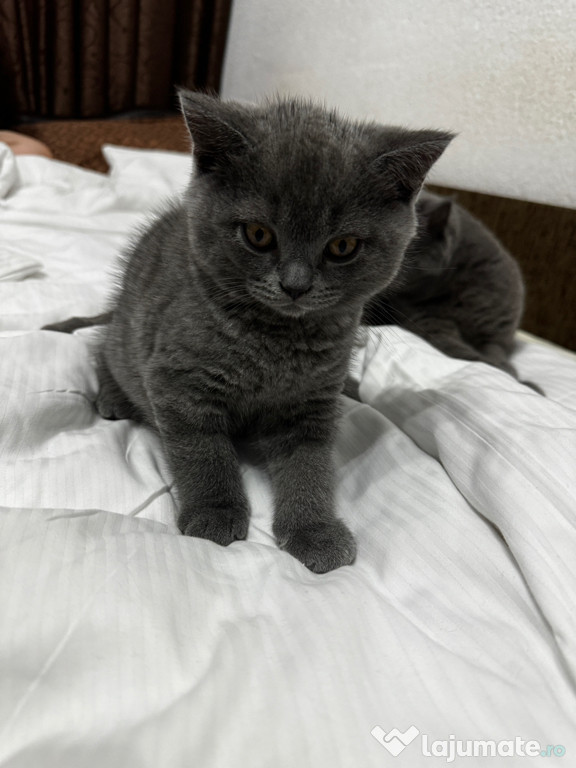 British shorthair