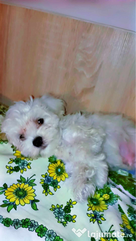 Bichon maltez toy