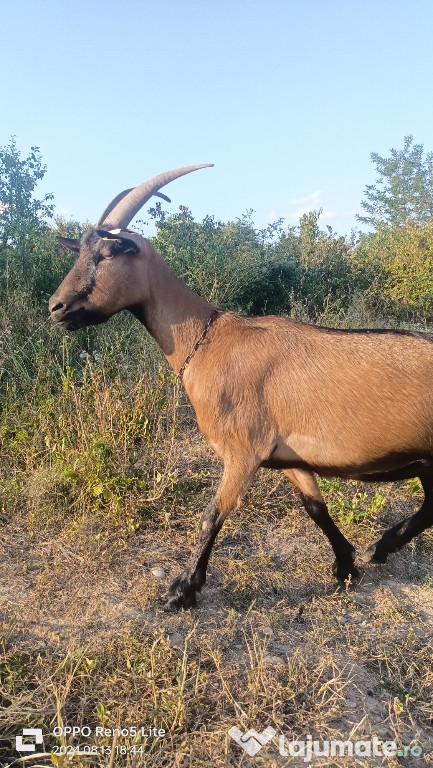 Vând sau schimb pentru un țap alpin francez