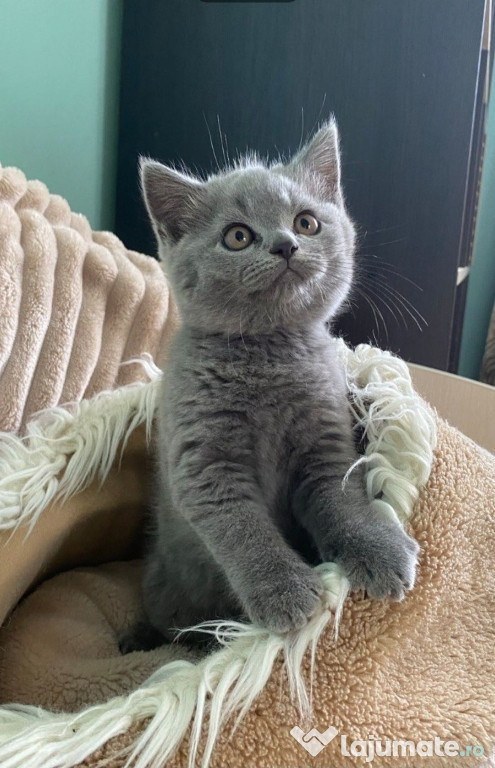 British shorthair blue