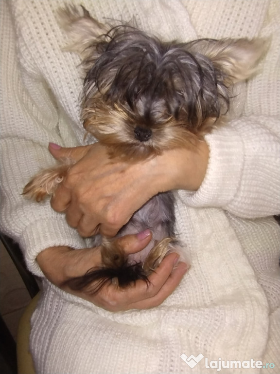 Yorkshire terrier mini toi