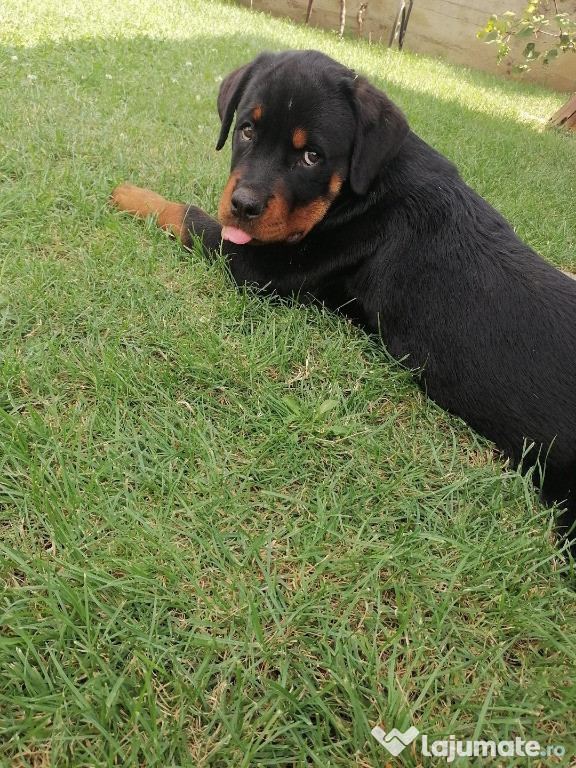 Catelusa rottweiler