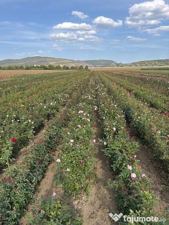 Butași de trandafiri direct de la producător