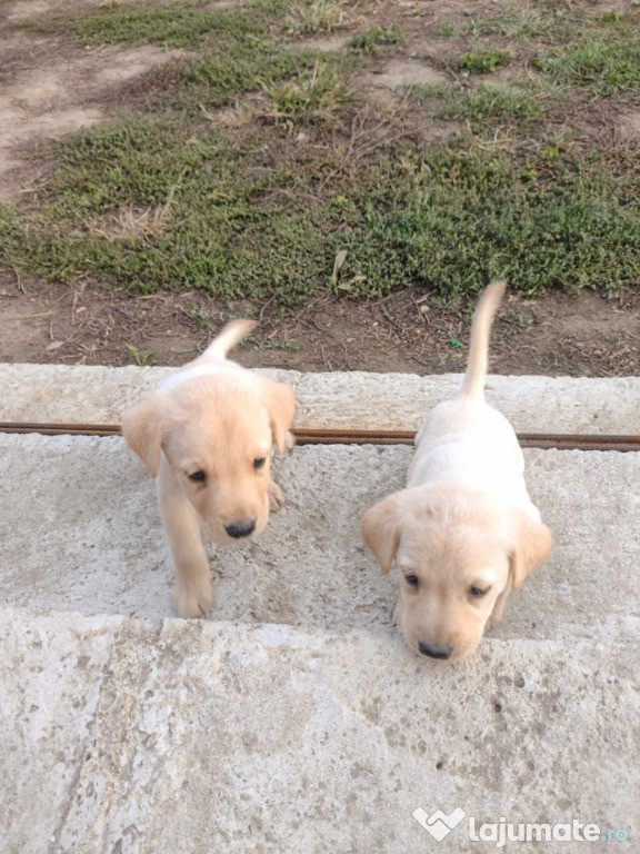 Labrador retriver