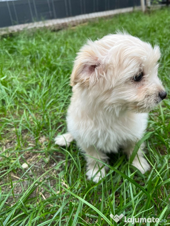 Vând pui bichon maltez