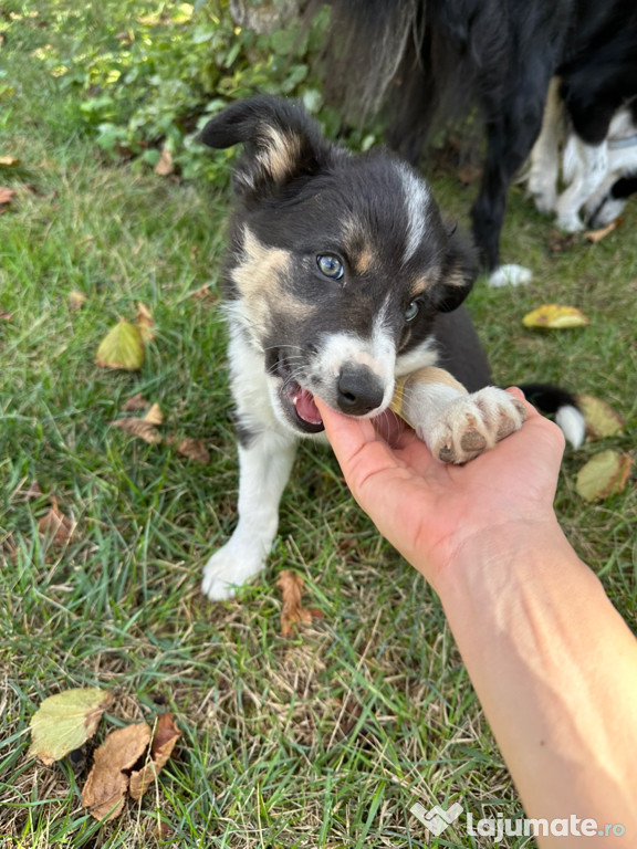 Catei Border Collie