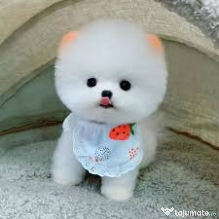 Pomeranian boo pappy