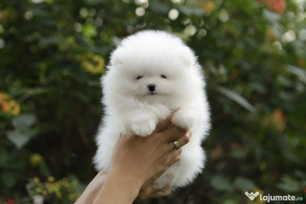 Pomeranian mini boo