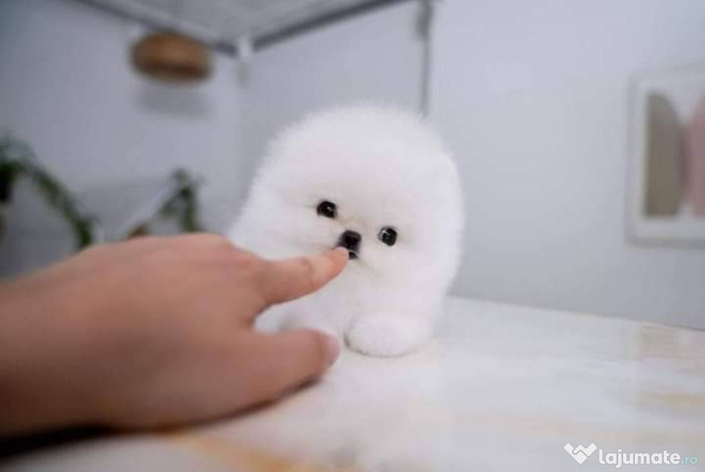 Pomeranian miniatura boo