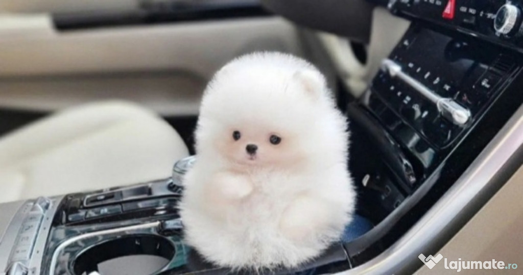 Pomeranian mini toy ursuleț