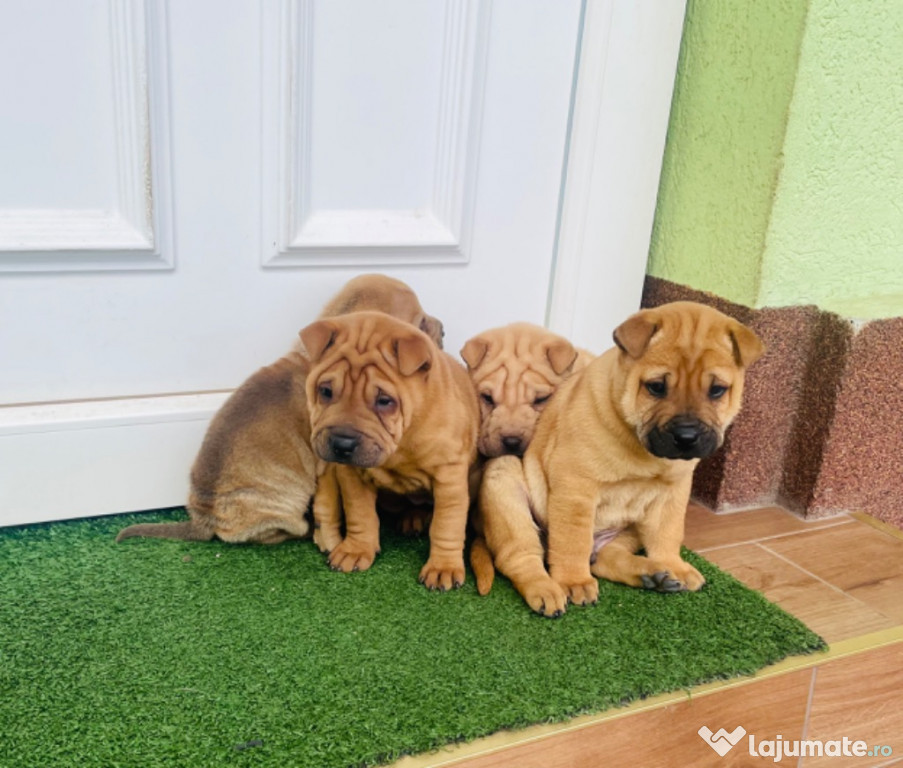 Vând pui SHAR PEI vaccinați și deparazitați cu carnete de sănătate