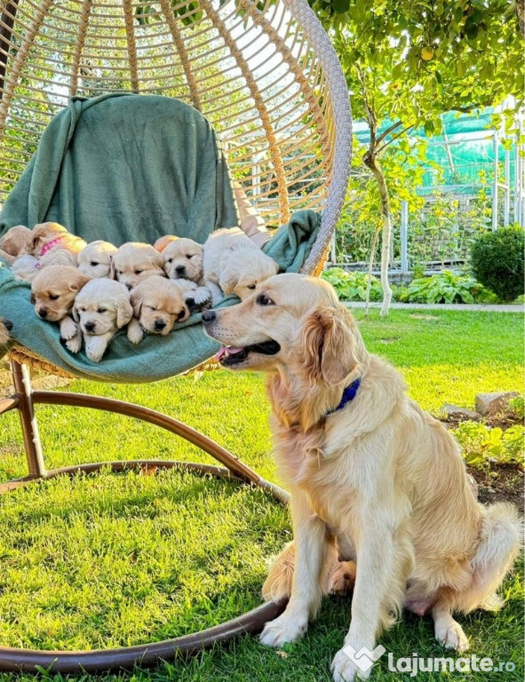 Golden retriever puiuți