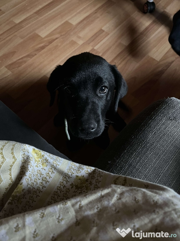 Vând labrador în vârstă de 2 luni