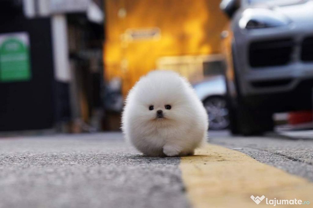 Pomeranian mini teacup