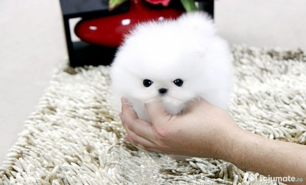 Pomeranian mini toy