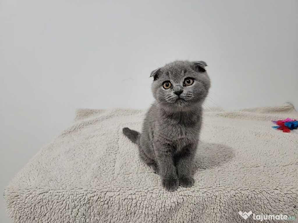 Scottish fold blue